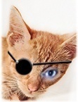 kitten-patch-avatar